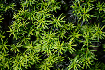 vibrant and healthy green leafy bush foliage