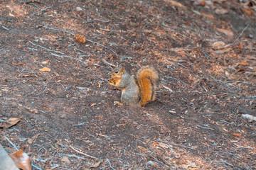 Squirrel is eating something in park