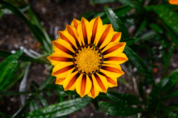 yellow, orange, red and brown vibrant colored flower.