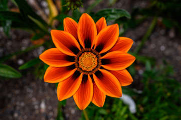 yellow, orange, red and brown vibrant colored flower.