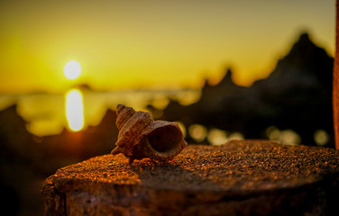 海岸線にぽつりと残されたサザエの抜け殻と夕陽