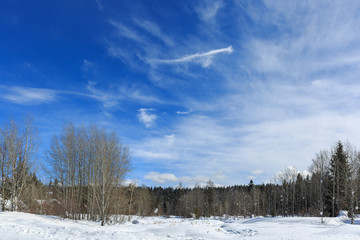 winter landscape with snowy trees. wispy clouds and blue sky