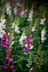 a field of purple and white flowers with vibrant green stems and leaves