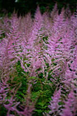 a field of purple and white flowers with vibrant green stems and leaves