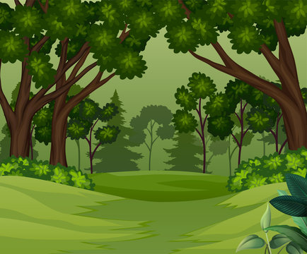Deep forest scene with trees background