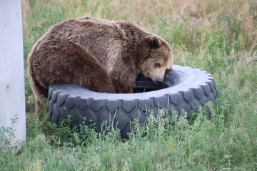 Bear loves Tire