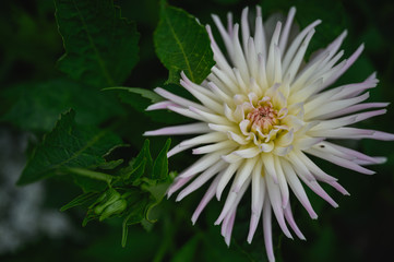 white flower with spiky leaves sitting above green leafy foliage