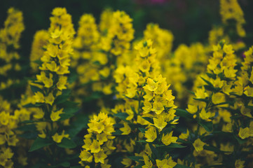 a bush that is densely filled out with vibrant and bright yellow flowers