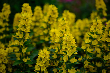 a bush that is densely filled out with vibrant and bright yellow flowers