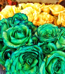 Fototapeta na wymiar Green & yellow roses
