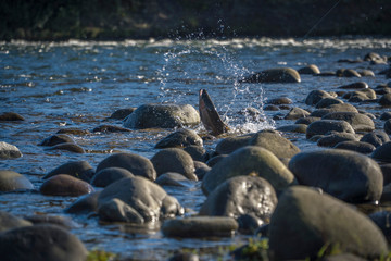 Obraz premium Fly fishing scenes on rivers and lakes