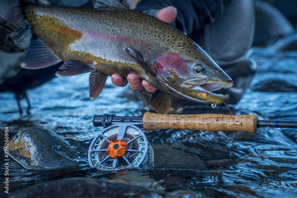 Wall mural Brown & Rainbow trout gently released