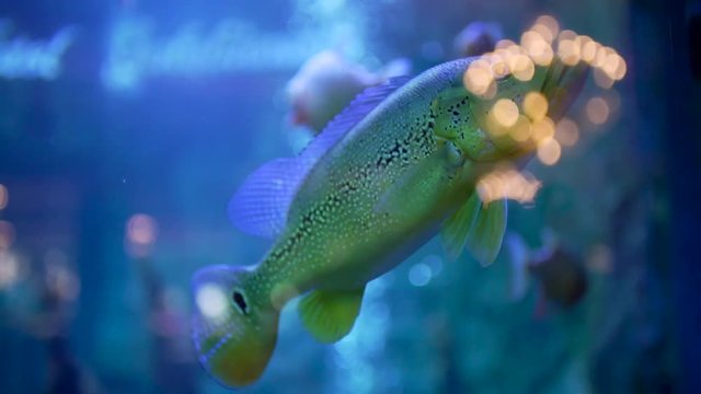 Colorful Fishes aquarium slow motion