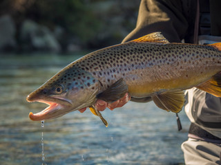 Brown & Rainbow trout gently released
