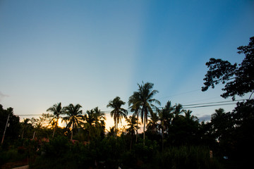 travel in Lipa, Batangas. Travel mood with these coconut trees beside the roads. Beautiful background