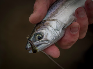 Brown & Rainbow trout gently released