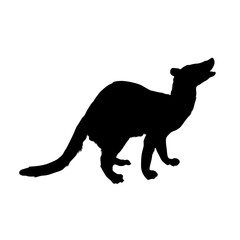 Banded Palm Civet, Hemigalus Derbyanus , Silhouette, Rare, South East Asia