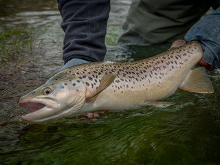 Obraz premium Brown & Rainbow trout gently released
