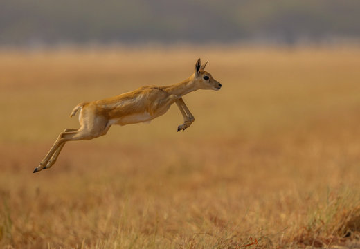 Jumping  Black Buck - Gujarat , The blackbuck also known as the Indian antelope, is an antelope found in India, Nepal, and Pakistan.