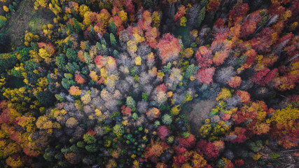 The forest trees from the top view