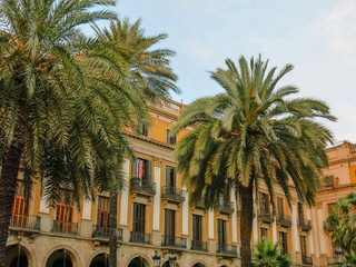 Palm trees at Plaza Real in Barcelona, Spain with historic building in background with wrought iron balconies.