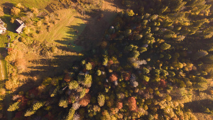 The forest trees from the top view