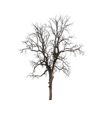 Obraz premium Tropical tree isolated on white background.