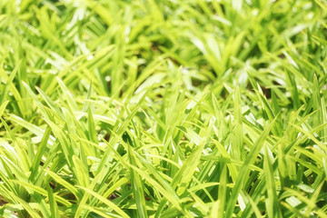 Fototapeta na wymiar Green young leaf of pandan leaves in the herb garden.