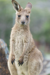 Obraz premium Wild kangaroos in Australia