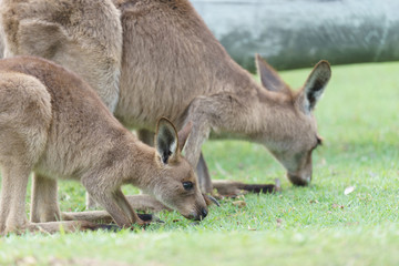 Naklejka na ściany i meble Wild kangaroos in Australia