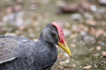 Focus on head of Watercock bird.