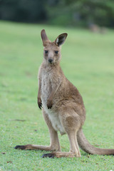 Wild kangaroos in Australia
