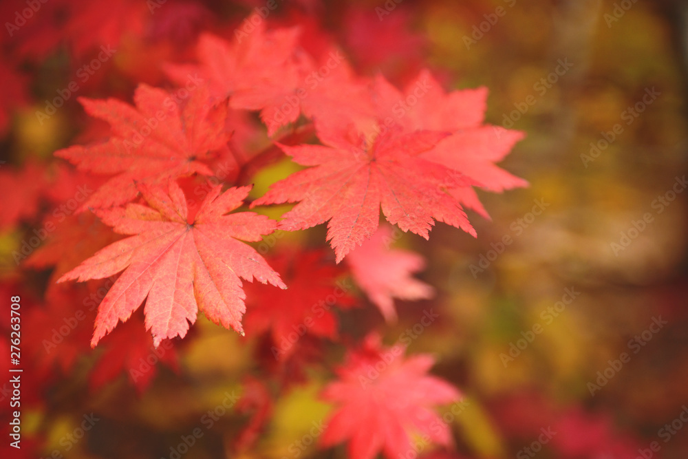 Wall mural red maple leaves border at autumn forest, blurred background. season changing. a tree branch of mapl
