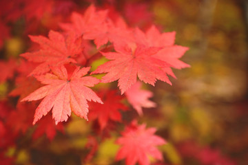 Red maple leaves border at autumn forest, blurred background. Season changing. A tree branch of maple, fall. Free copy space.