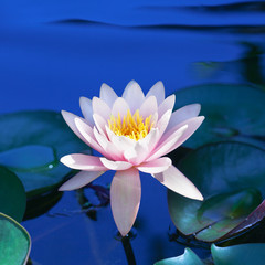 Pink lily flower blossom on blue water and green leaves background close up, beautiful purple waterlily in bloom on pond, one lotus flower floating on water surface on sunny summer day, copy space