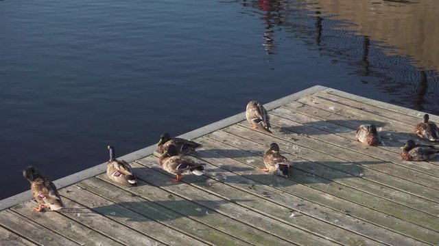 A Group Of Ducks On A Dock In The Charles River Near Moody Street Bridge In Waltham, MA.