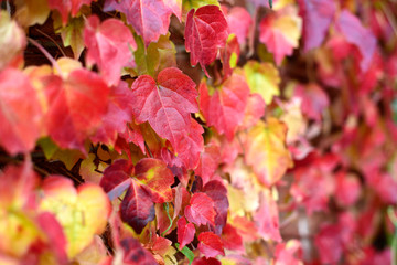 Red ivy leaves on brick wall at autumn. Season changing beautiful background.