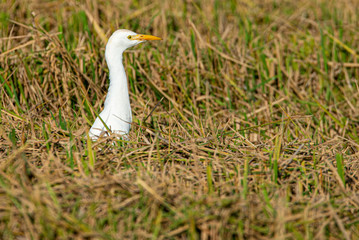 young egret amid grass