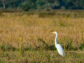 great white egret in the field