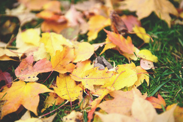 Pile of yellow and red autumn leaves on green grass lawn. Season changing. Retro toned color.