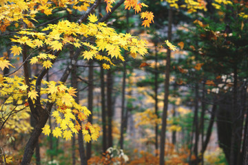 Yellow maple leaves border at autumn forest, blurred background. Season changing. A tree branch of maple, fall.