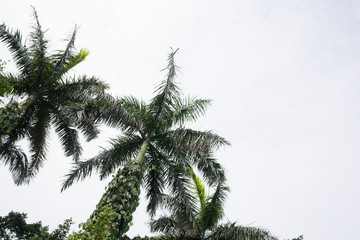 The palm trees with ivies