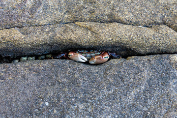 Just a Crab