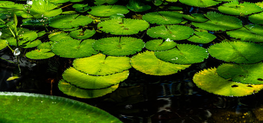 Nymphaea lotus water lily leaves