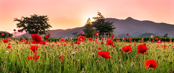 Foto auf Acrylglas Landscape view of a field of poppy flowers at sunset, NamYangJu Korea. © 은실 안