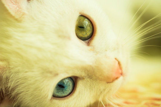 odd eye little kittens