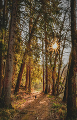 forest path with sunbeams and small black dog
