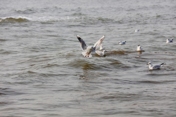 Fototapeta na wymiar Seagulls flying on the sea