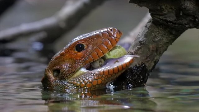 caiman Lizard feeding ona snal