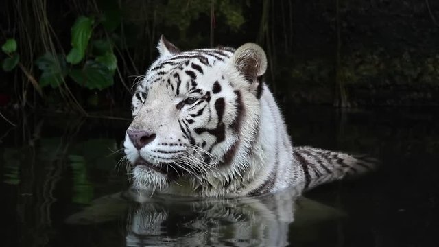 White tiger submerge under water